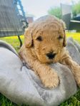 Multigen Australian Labradoodle mini/medium