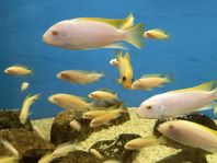 malawi cichlid