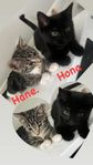 kattunge