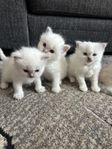 Superfina kattungar 100 % ragdoll  