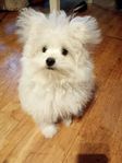 Underbar kille Pomeranian/Bichonfrise