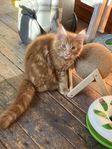 Maine Coon leveransklara, chippade och färdig vaccinerade.
