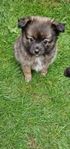 pomchi leveransklar