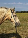 Irish cob valack