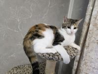  En katt