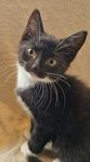 Kattpojke efter norsk skogkatt