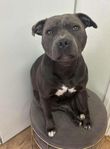 staffordshire bullterrier tik