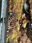Geckoödlor