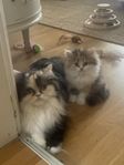 BRITTISK LÅNGHÅR/CHINCHILLA PERSER HONA FERTIL