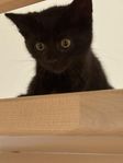 En mörk kattunge