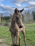 Gulbrun hingst / ev byte mot D ponny 