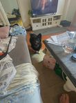2 årig chiuvava+  4 raser