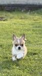 Chihuahua hane SKK