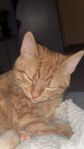 omplacering hankatt