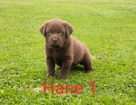 Labrador valpar