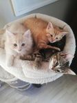 Kattungar