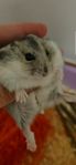 hamster