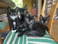 Kattungar 