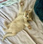 Somali kattunge MED stamtavla