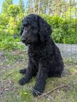 Labradoodlevalp