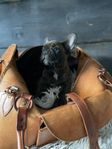 Fransk bulldog , veterinär besiktigad, leveransklar