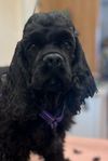 Amerikansk cocker spaniel