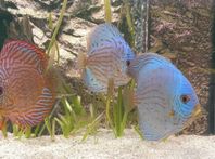discus fisk