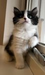 Kattunge 75% Ragdoll