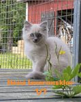 Ragdoll/Birma