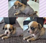 chinese crested och chihuahua blandning 