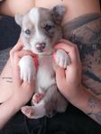 Aussie Mix Valpar 