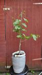 Vindruvsträd (vinranka). Ekologiskt. 80 cm. 3 år gammal!