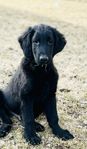 Flatcoated Retriever Hane 4 månader
