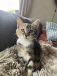 Lugn och kärleksfull kattunge söker sitt för-alltid-hem 