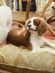 cavalier charles spaniel