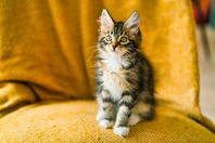 Kattungar, Sibirsk/Maine Coon