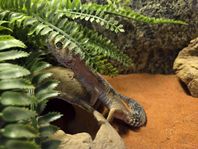 Leopardgecko