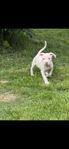 xl bully / amstaff