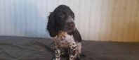 engelsk springer spaniel
