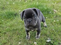 Leveransklar Fin Fransk Bulldog Valp