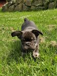 Fantastiskt Fin Fransk Bulldog Valp