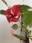 Tre avhärdade hibiskusar för uteplats