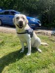 Labradorvalpar väntas 
