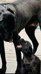 Labrador - Lurcher valp