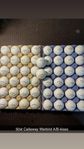 50st Callaway Warbird A/B-Klass Golfbollar