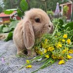 dvärgvädur kanin kaninunge
