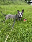 American Bully Xl Renras