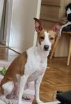 3 årig Tik