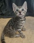 Silver Bengal Kattunge