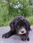 Cockerpoo 